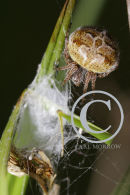 Garden Spider